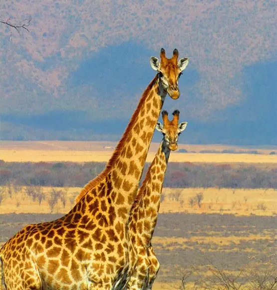 Giraffes