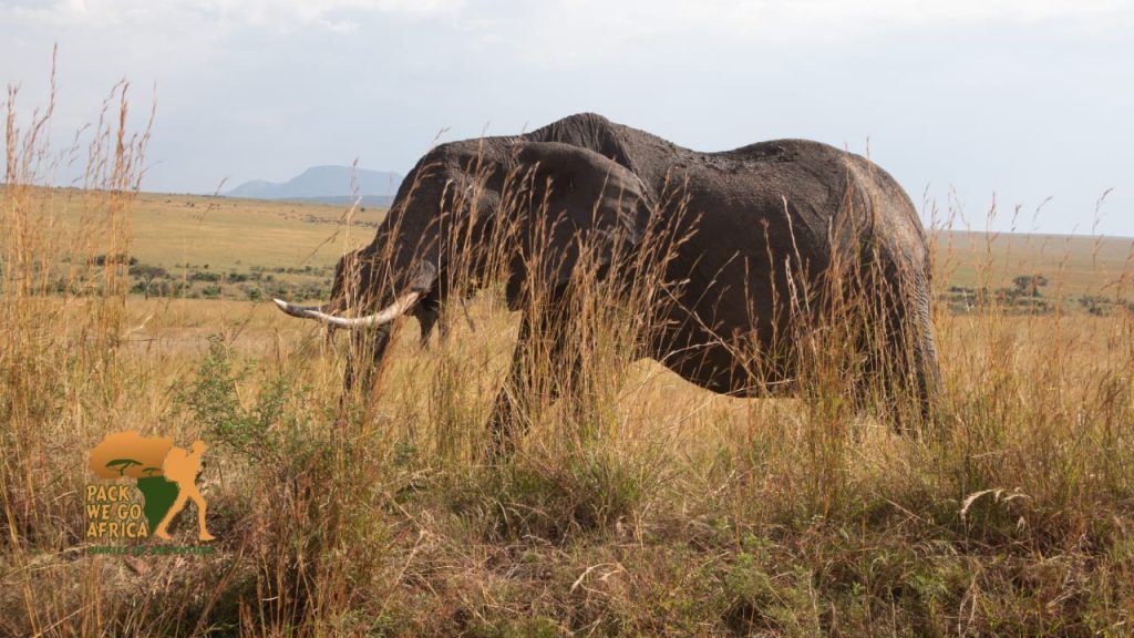 Elephant grazing in Rimoi National Reserve.